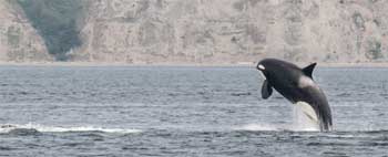 Orca in the Salish Sea